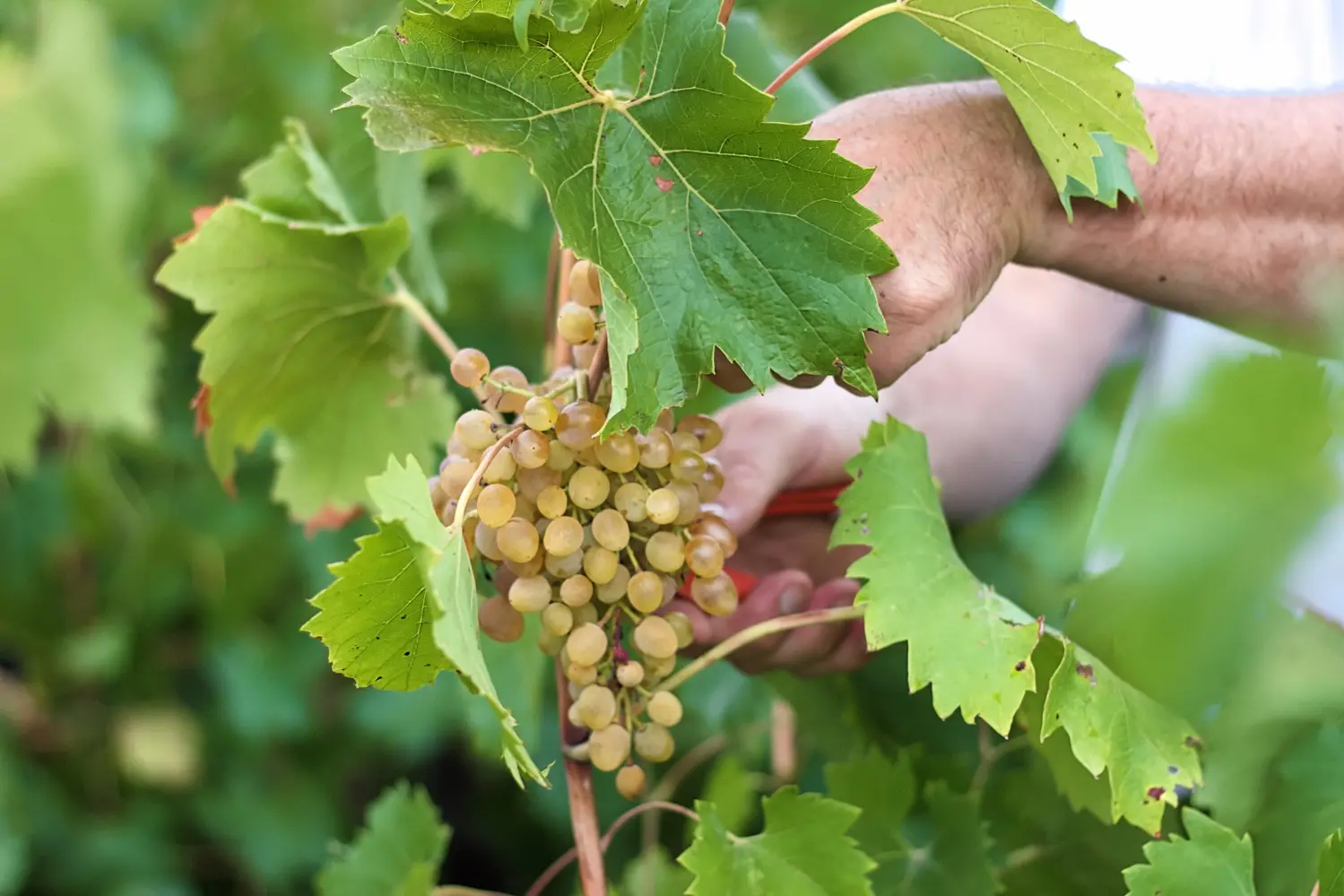 Accompagnement de la parcelle à la bouteille - Image d'illustration