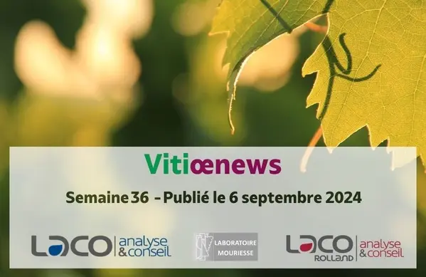 Vitioenews semaine 36 - 2024