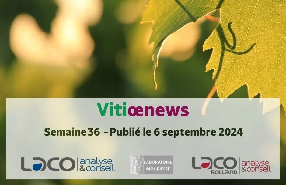 Vitioenews semaine 36 - 2024